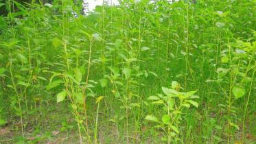 Jute yield.jpg