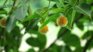Kadam_Flower