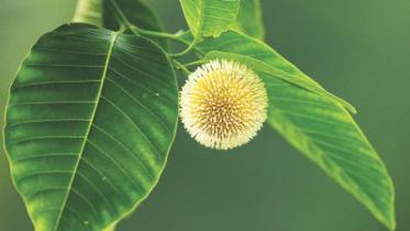 kadam flower.jpg