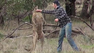 kangaroo.jpg