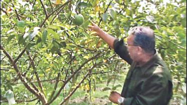 Kazi guavas.jpg