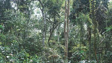 learning trees.jpg