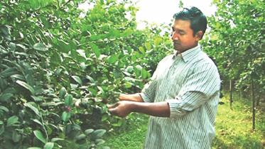 Lemon farming.jpg