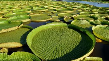 Lily-Pad.jpg