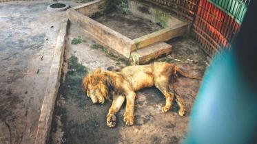 Lion.jpg