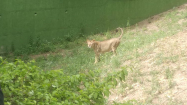 Lioness.jpg