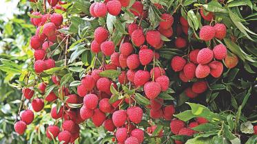 litchi.jpg