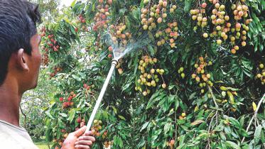 litchis 1.jpg