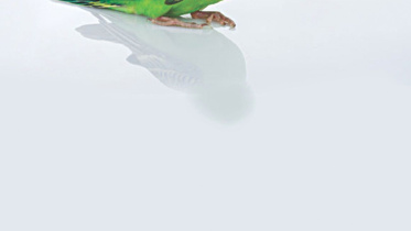 Lost Budgie