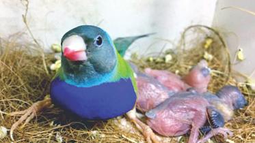 love finches 1.jpg