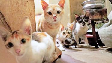 loving-cats.jpg