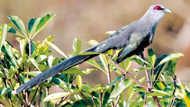 Malkoha.jpg