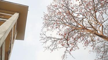 Mandar Tree