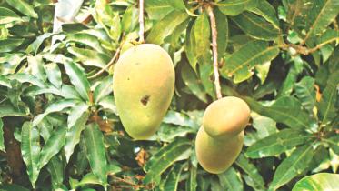 mango.jpg
