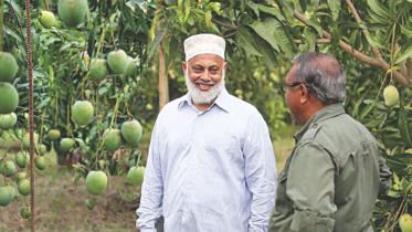 mango farming.jpg