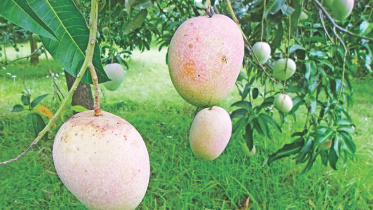 mango secret.jpg