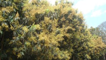 Mango trees.jpg