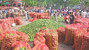 mangoes 1.jpg