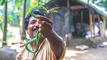 Milking the Snakes