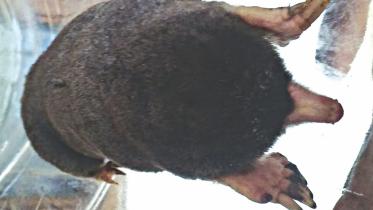 mole.jpg