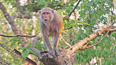 monkey.jpg
