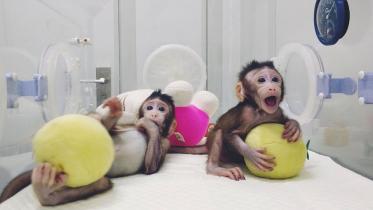monkey.jpg