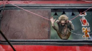 monkeys.jpg