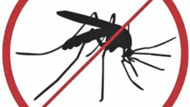 mosquite.jpg