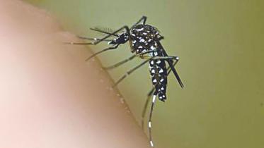 mosquito.jpg