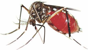 mosquito.jpg