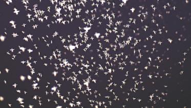 mosquito.jpg