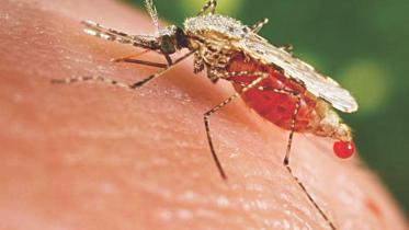 mosquitoe 1.jpg