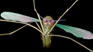 Mutant-mosquitoes-1.jpg-web.jpg