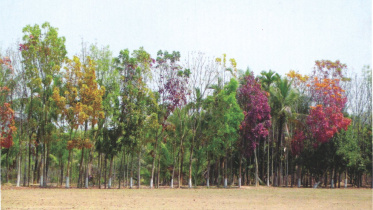 nature.jpg