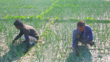 onion-field-in-Kisamoter-Char.jpg