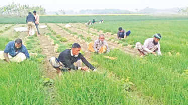 onion-seedlings.jpg