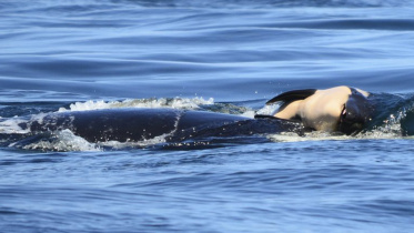 Orca-web.jpg