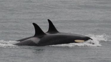 orca-web.jpg