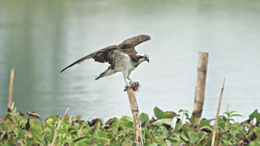 Osprey.jpg