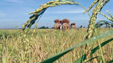paddy field