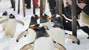 penguin-web.jpg