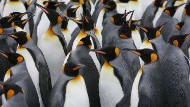Penguin.jpg