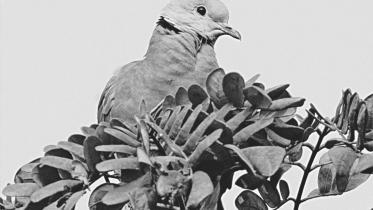 Pigeons.jpg