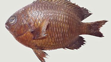 Pomacentrus-Bangladeshius.jpg