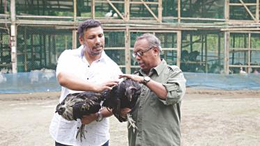 poultry.jpg