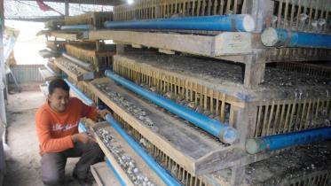 Quail farming.jpg