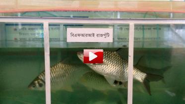 rajputi-wb-video.jpg