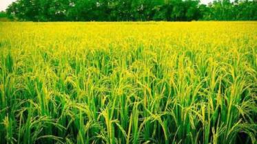 rice 2.jpg