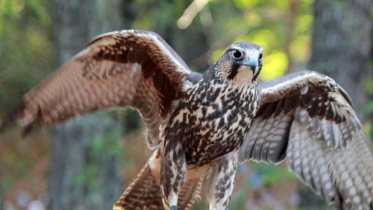 saker falcons