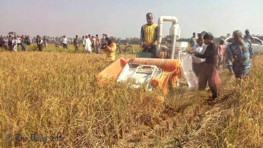 Santal-paddy-web.jpg